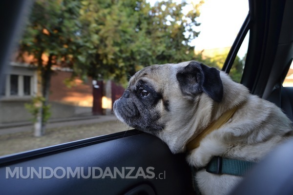 Cómo transportar nuestras mascotas en el cambio de casa